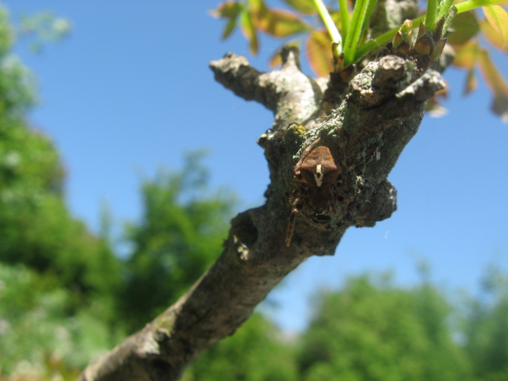 Araneus cf. angulatus