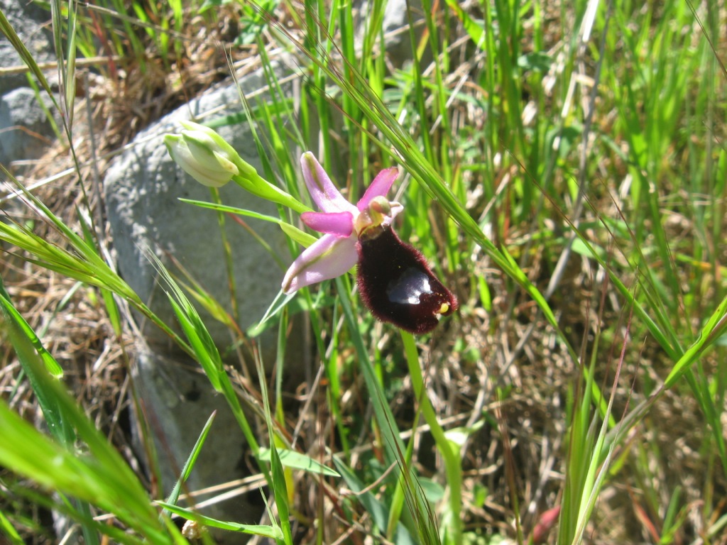 Orchidea da identificare