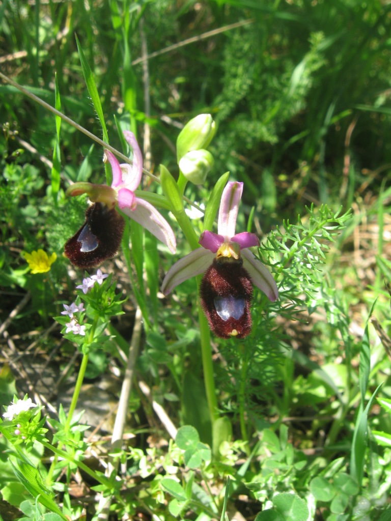 Orchidea da identificare