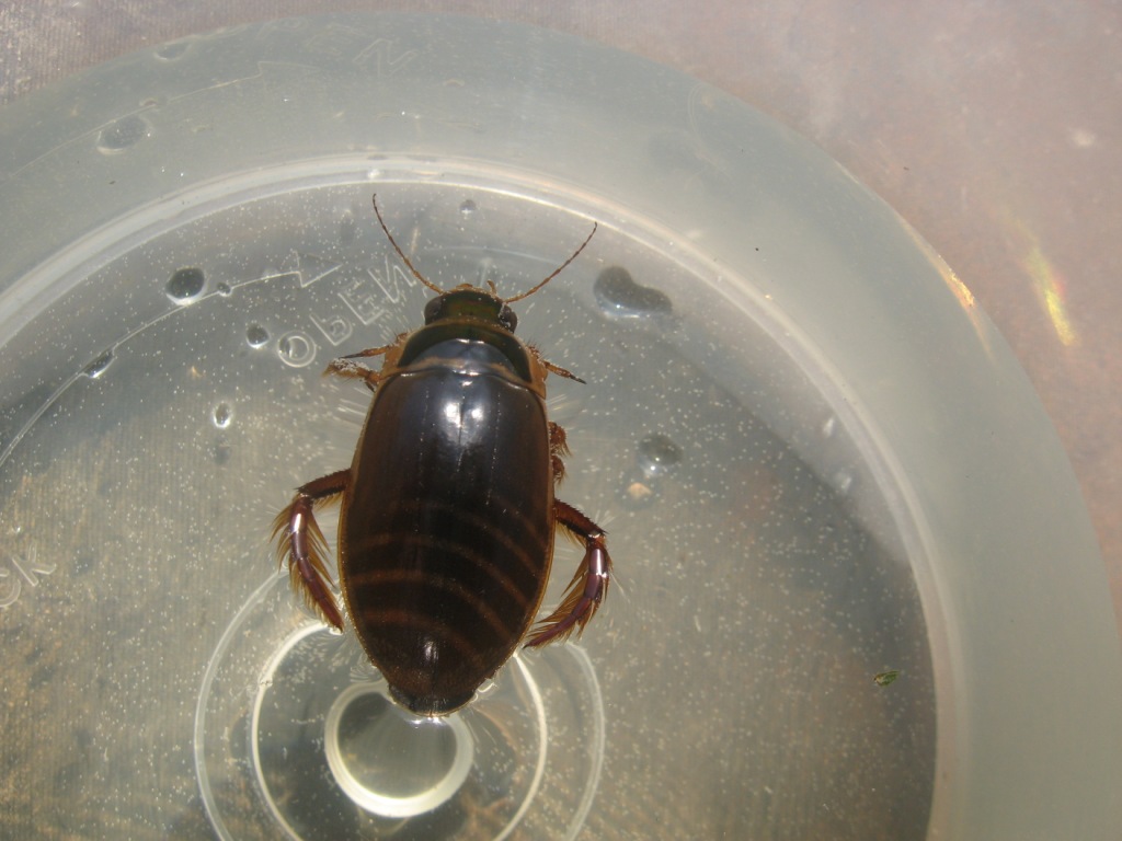 Dytiscus sp.