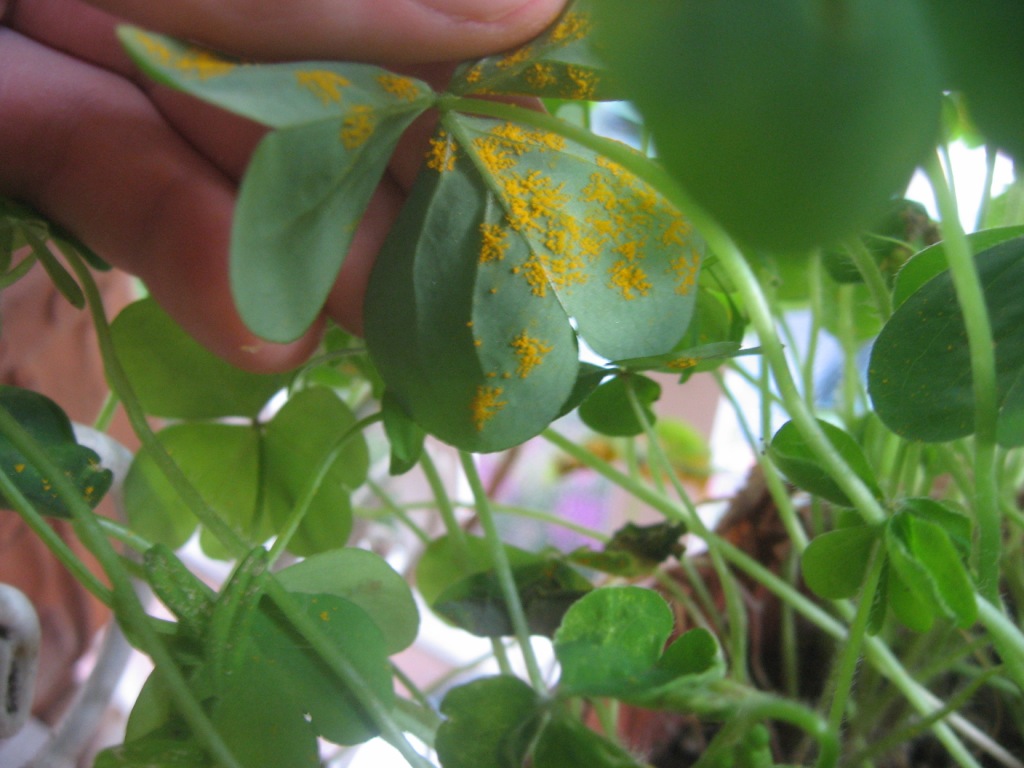 Polvere gialla sulla pagina inferiore di foglie di Oxalis sp