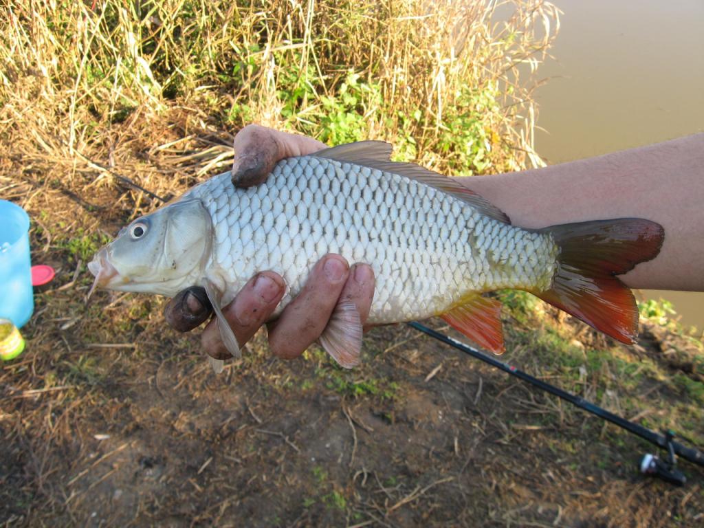 colorazione strana carpa