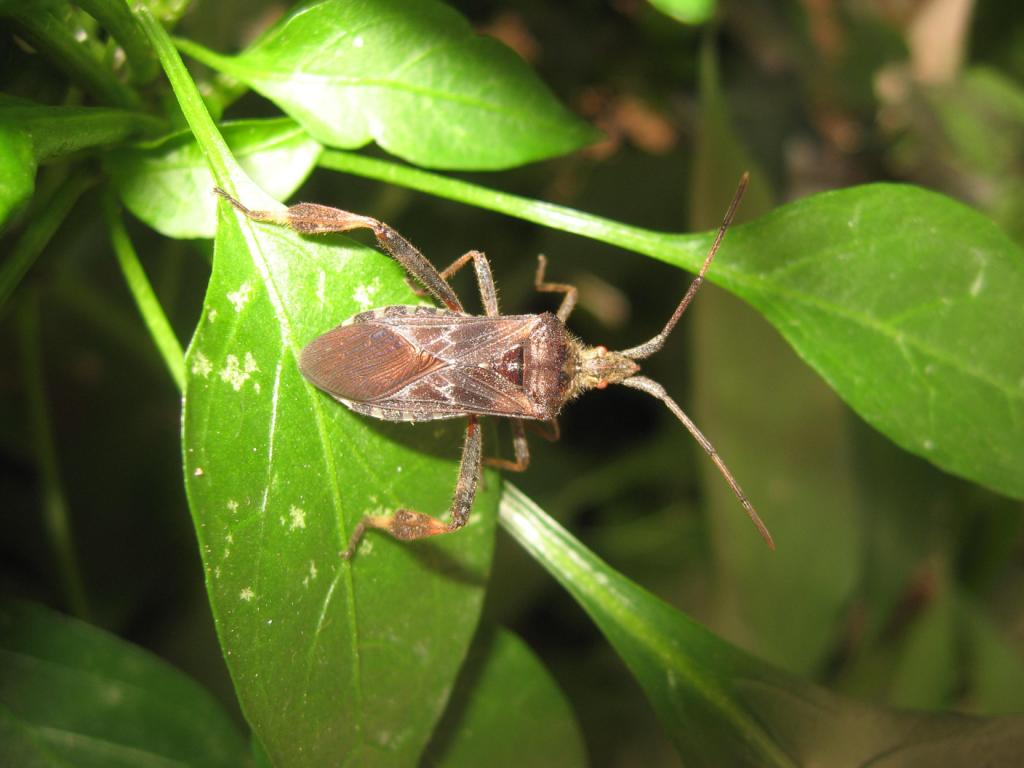 Coreidae: Leptoglossus occidentalis della Campania (NA)