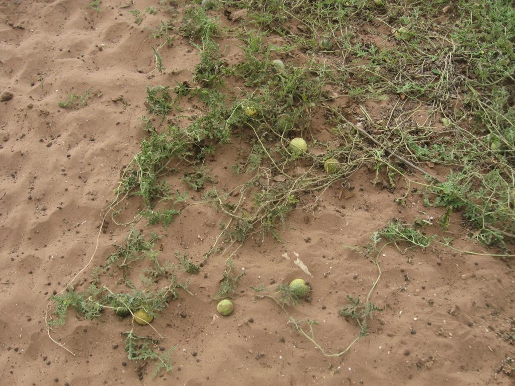 Citrullus colocynthis - coloquintide dal Marocco