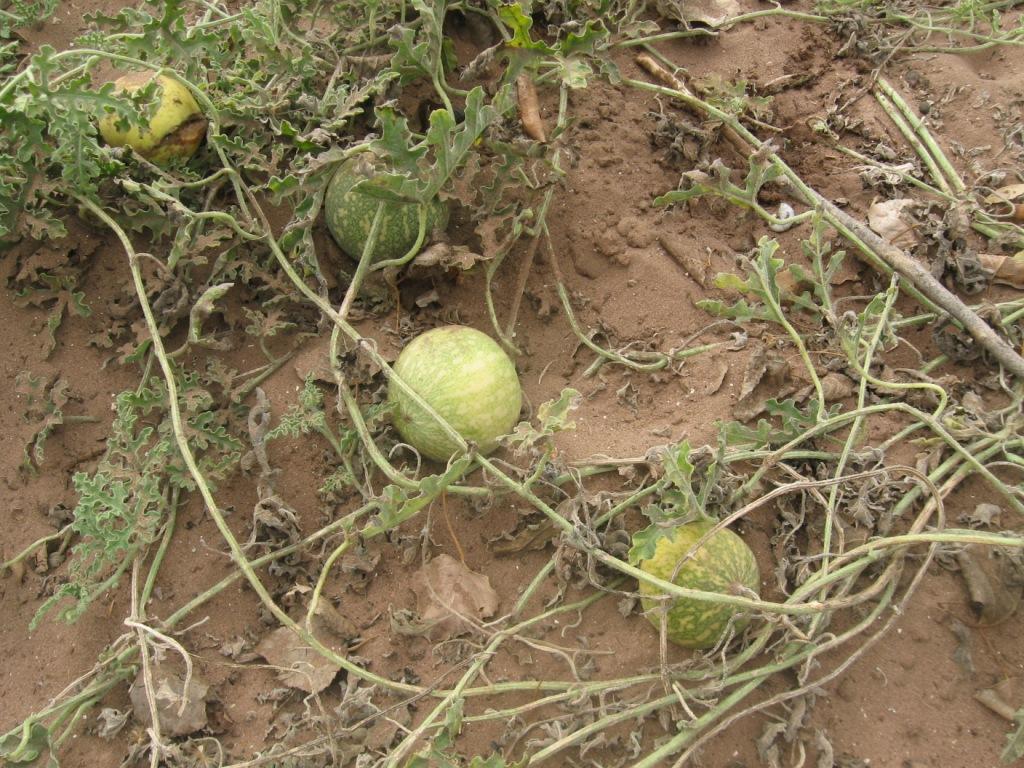 Citrullus colocynthis - coloquintide dal Marocco