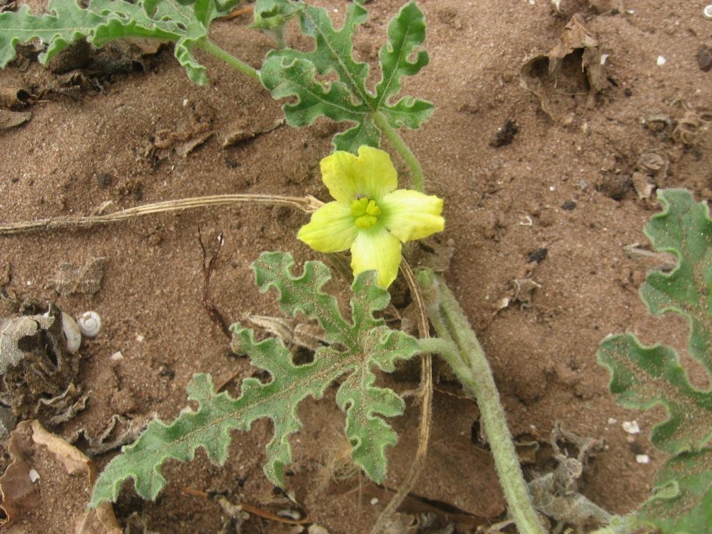 Citrullus colocynthis - coloquintide dal Marocco