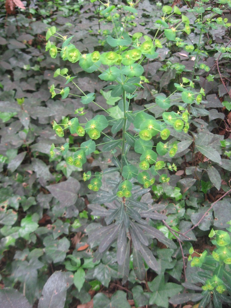 Euphorbia amygdaloides subsp. amygdaloides