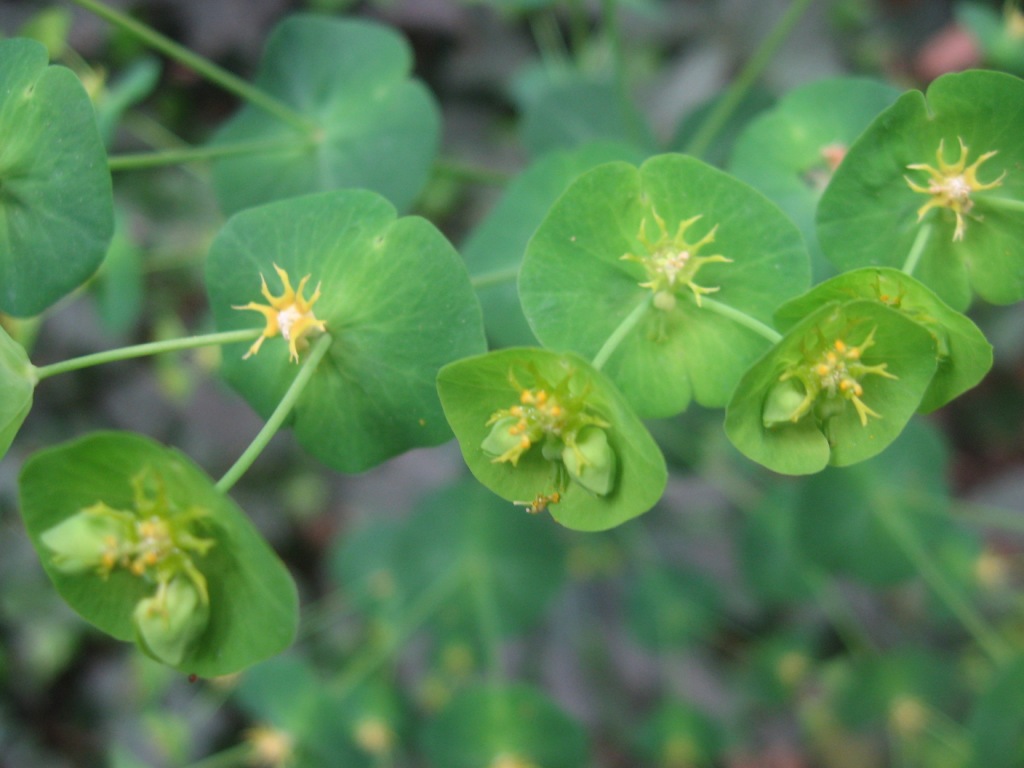 Euphorbia amygdaloides subsp. amygdaloides