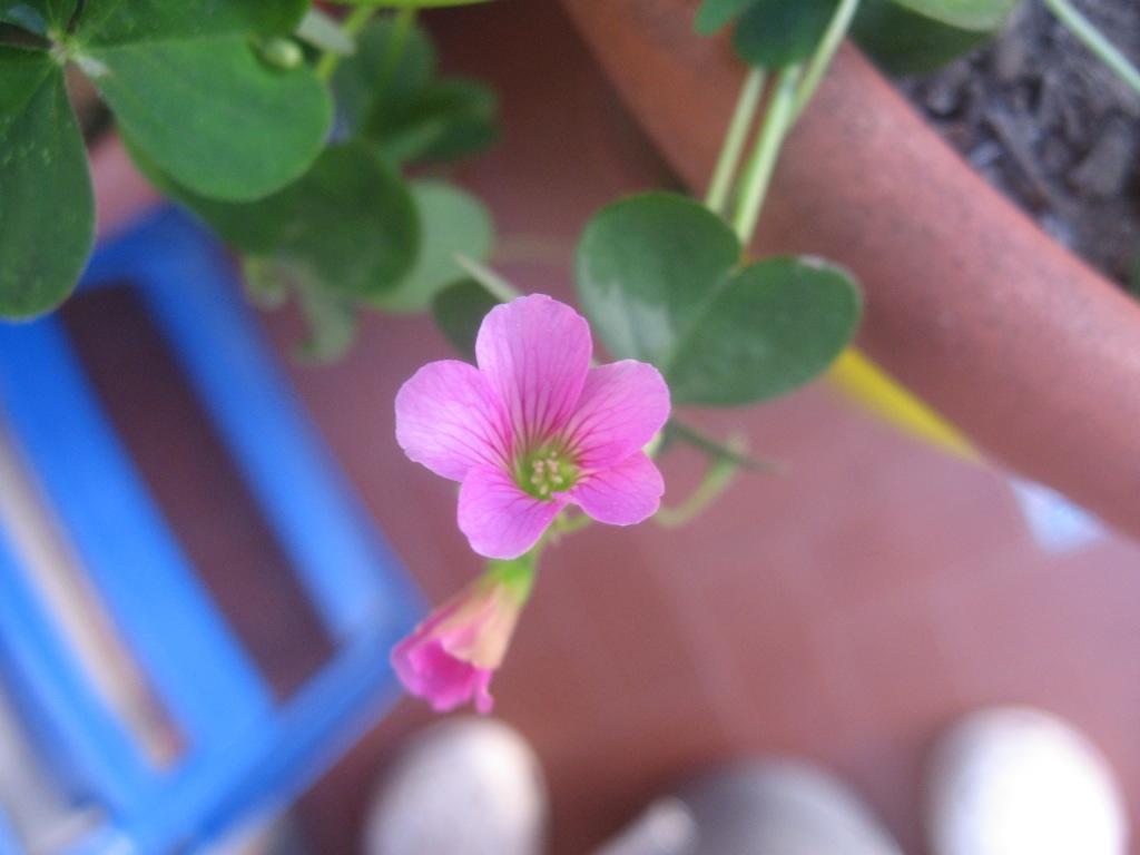 Oxalis debilis / Acetosella debole