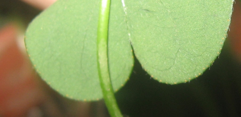 Oxalis debilis / Acetosella debole