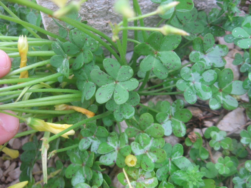 Oxalis pes-caprae