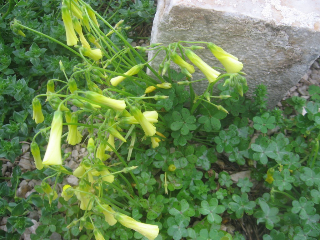 Oxalis pes-caprae