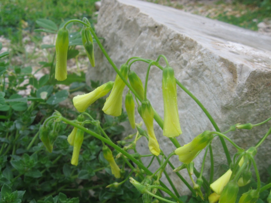 Oxalis pes-caprae