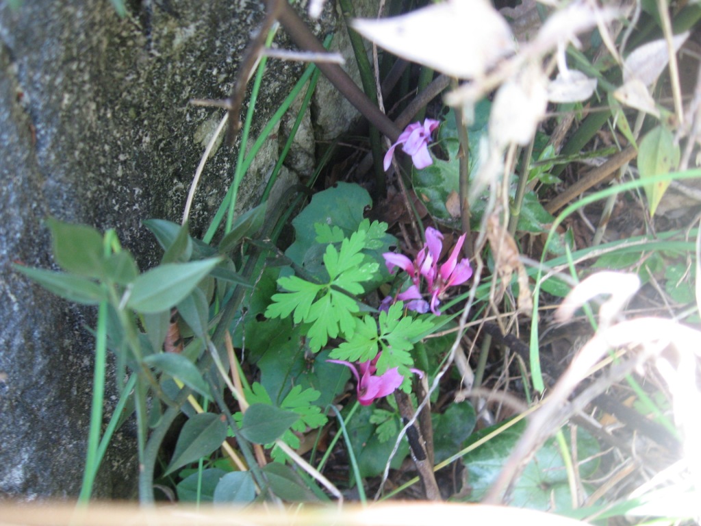 Cyclamen repandum