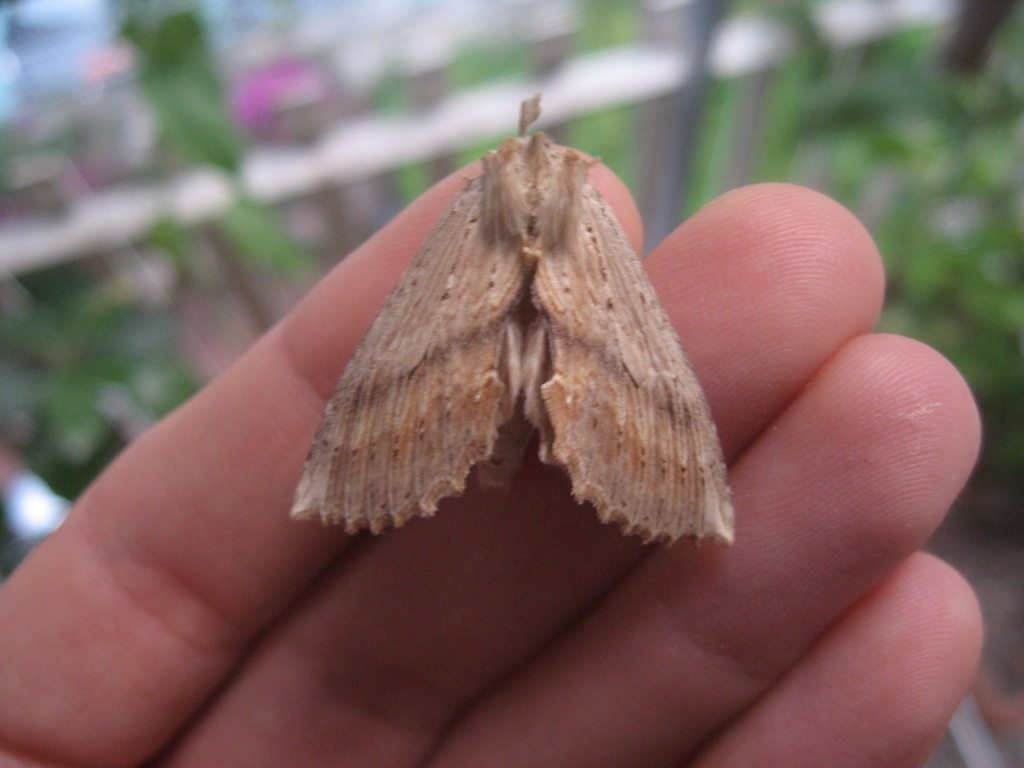 Falena da identificare.