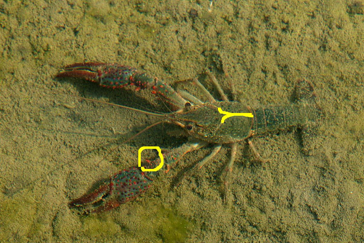 Procambarus clarkii