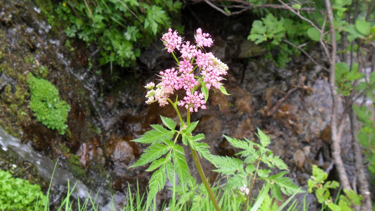 Chaerophyllum hirsutum / Cerfoglio selvatico