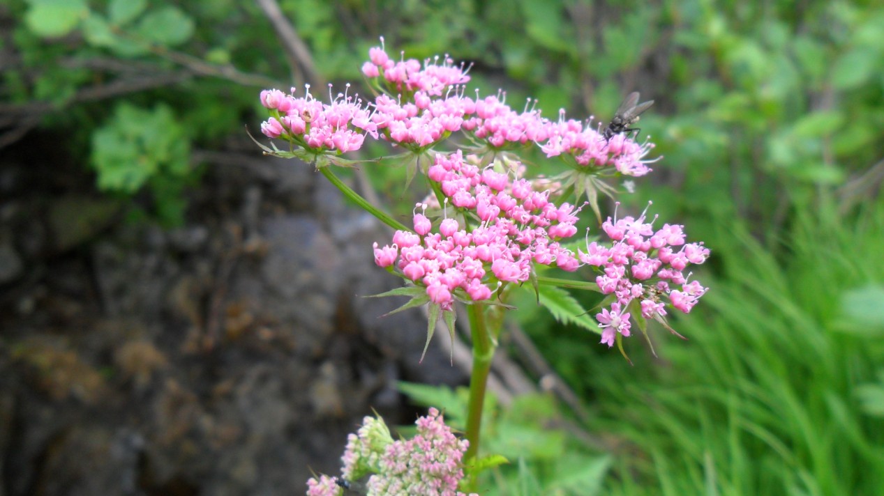 Chaerophyllum hirsutum / Cerfoglio selvatico