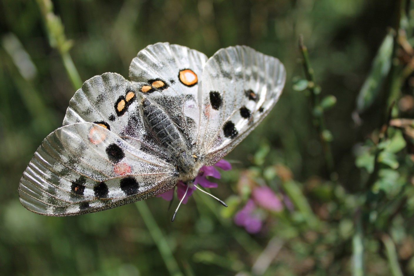 Parnassius apollo