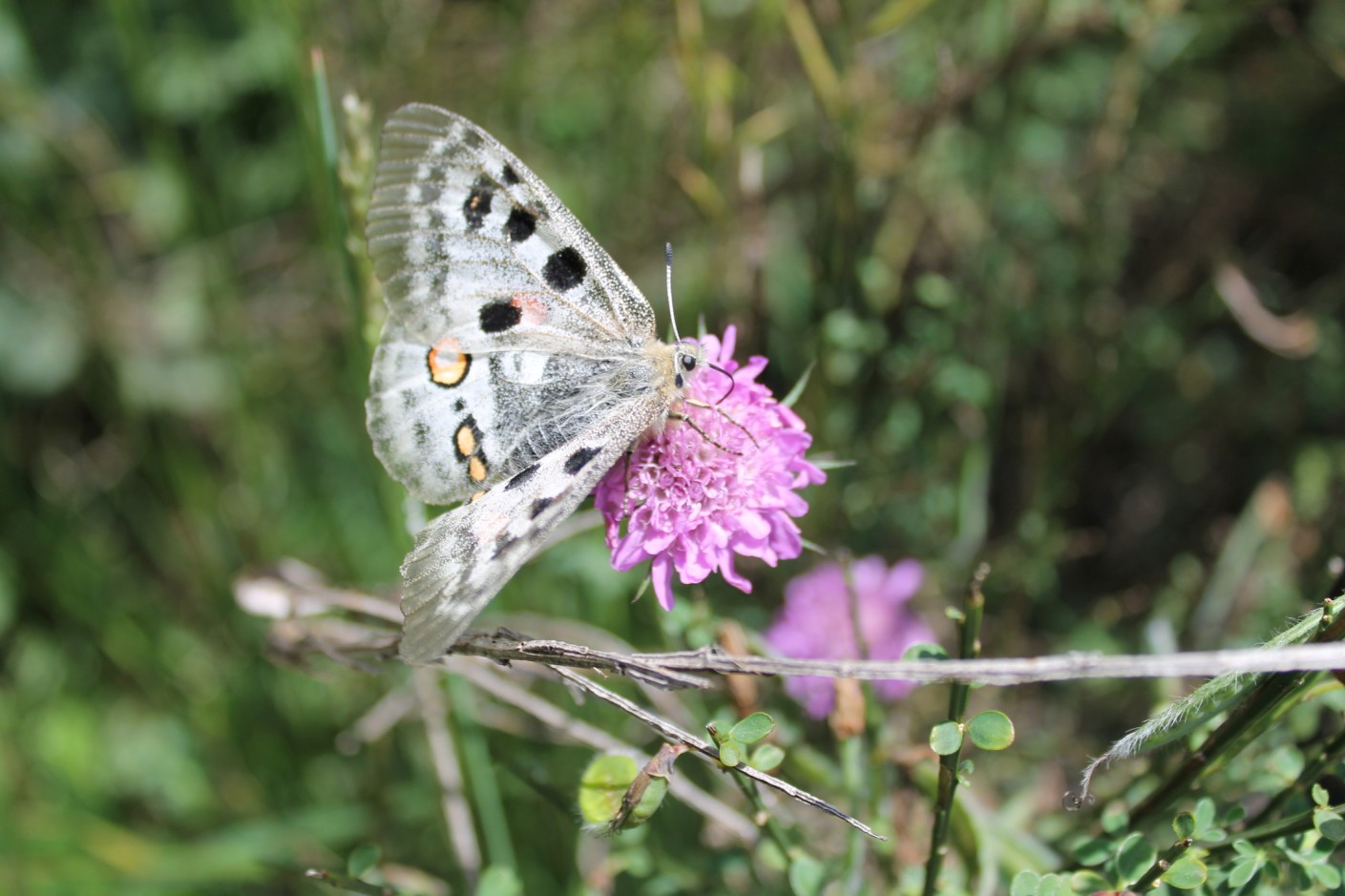 Parnassius apollo