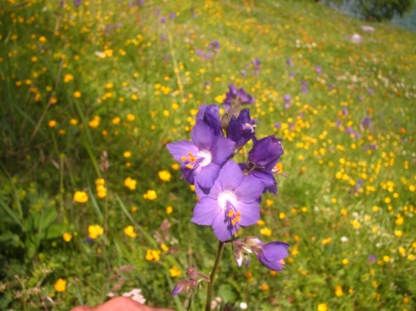 Polemonium caeruleum