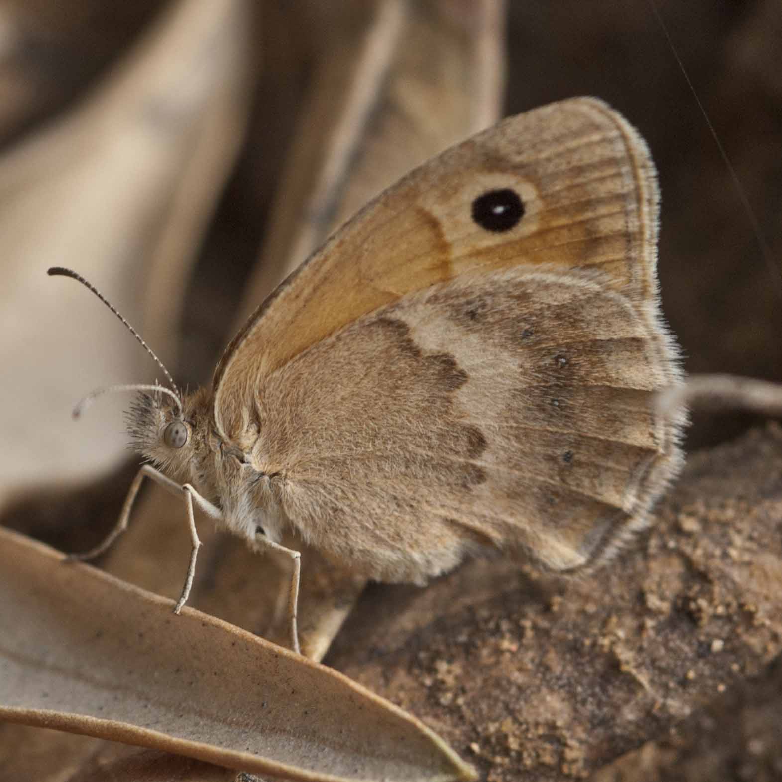 Coenonympha sp. quale ?