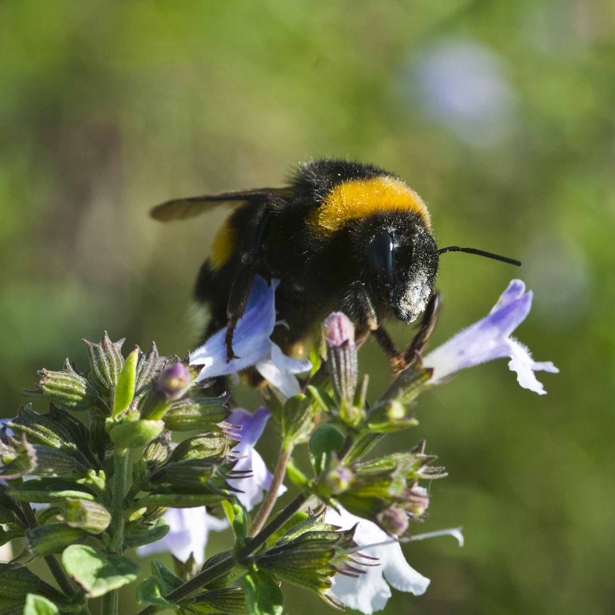 Bombus terrestris?