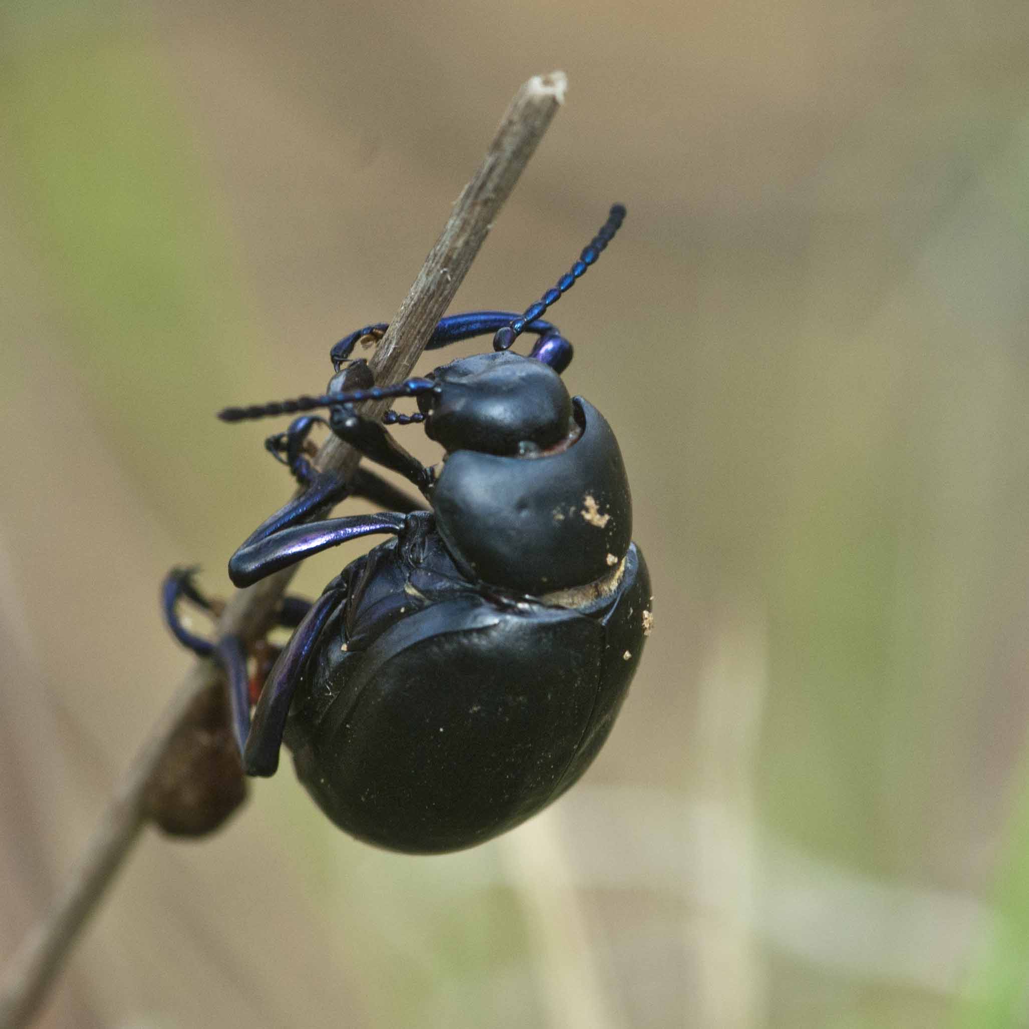 Geotrupes stercorarius? No. Timarcha sp. (Chrysomelidae)