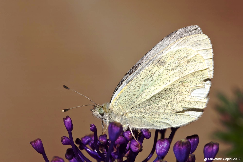 Pieris rapae maschio ?