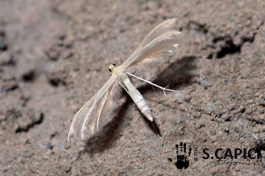 Pterophoridae e poi ?