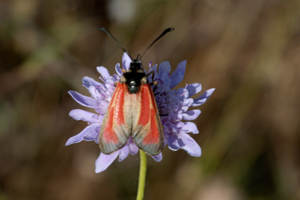 Zygaena sp?