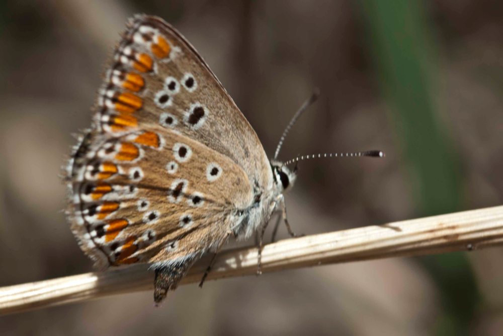 Aricia agestis ?