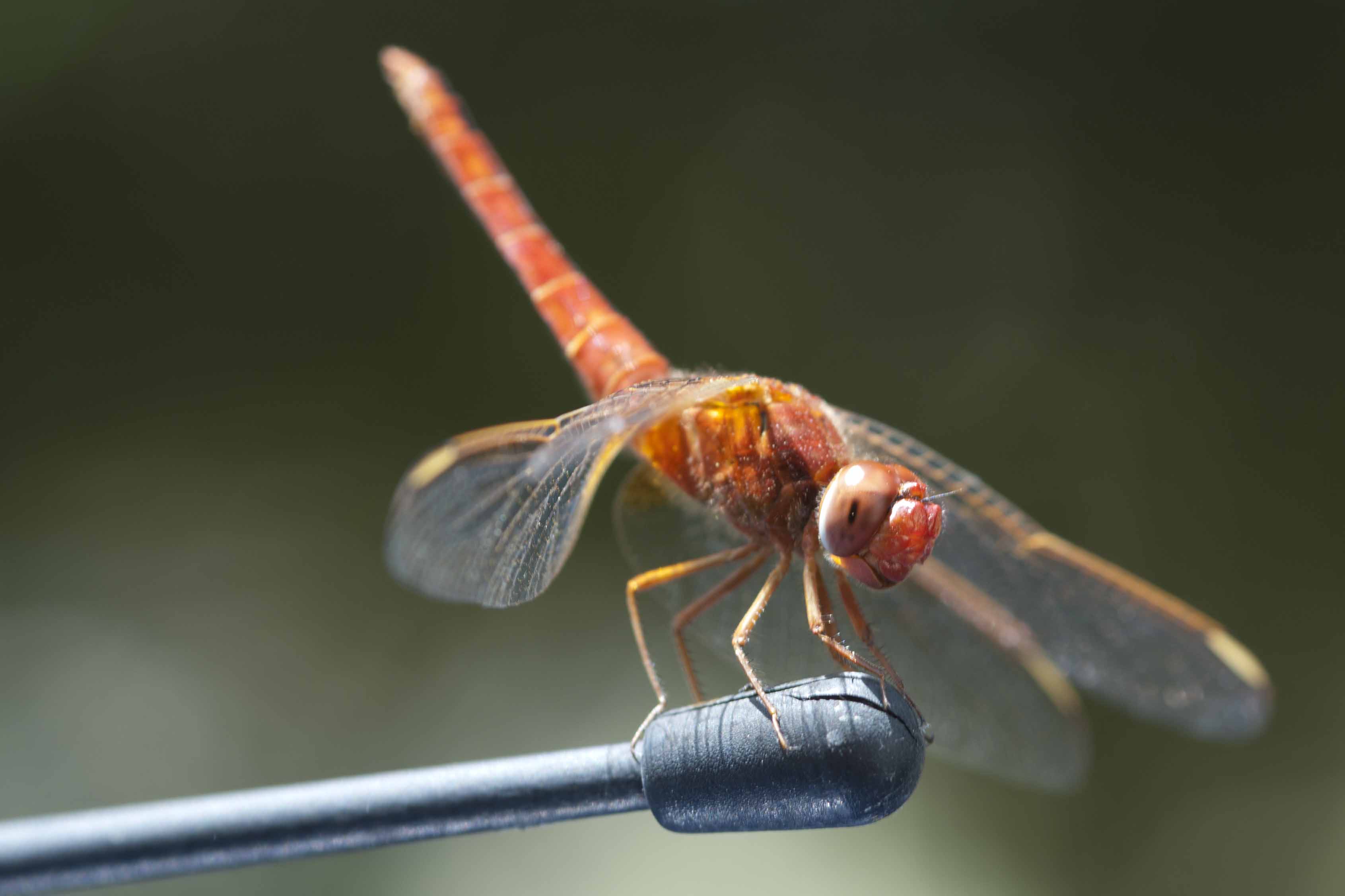 libellula 