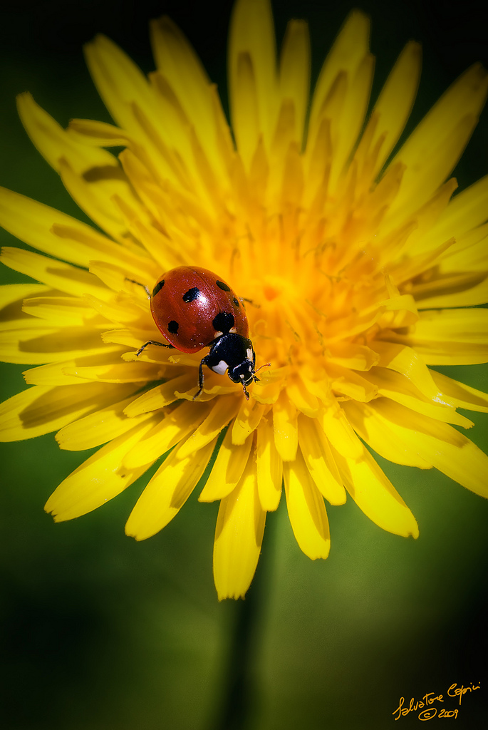 Coccinella septempunctata