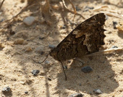 farfalla da identificare