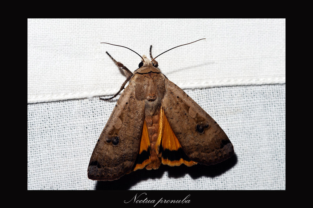 maschio di Noctua pronuba??