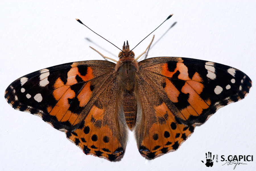 Urgente - crisalide Vanessa cardui