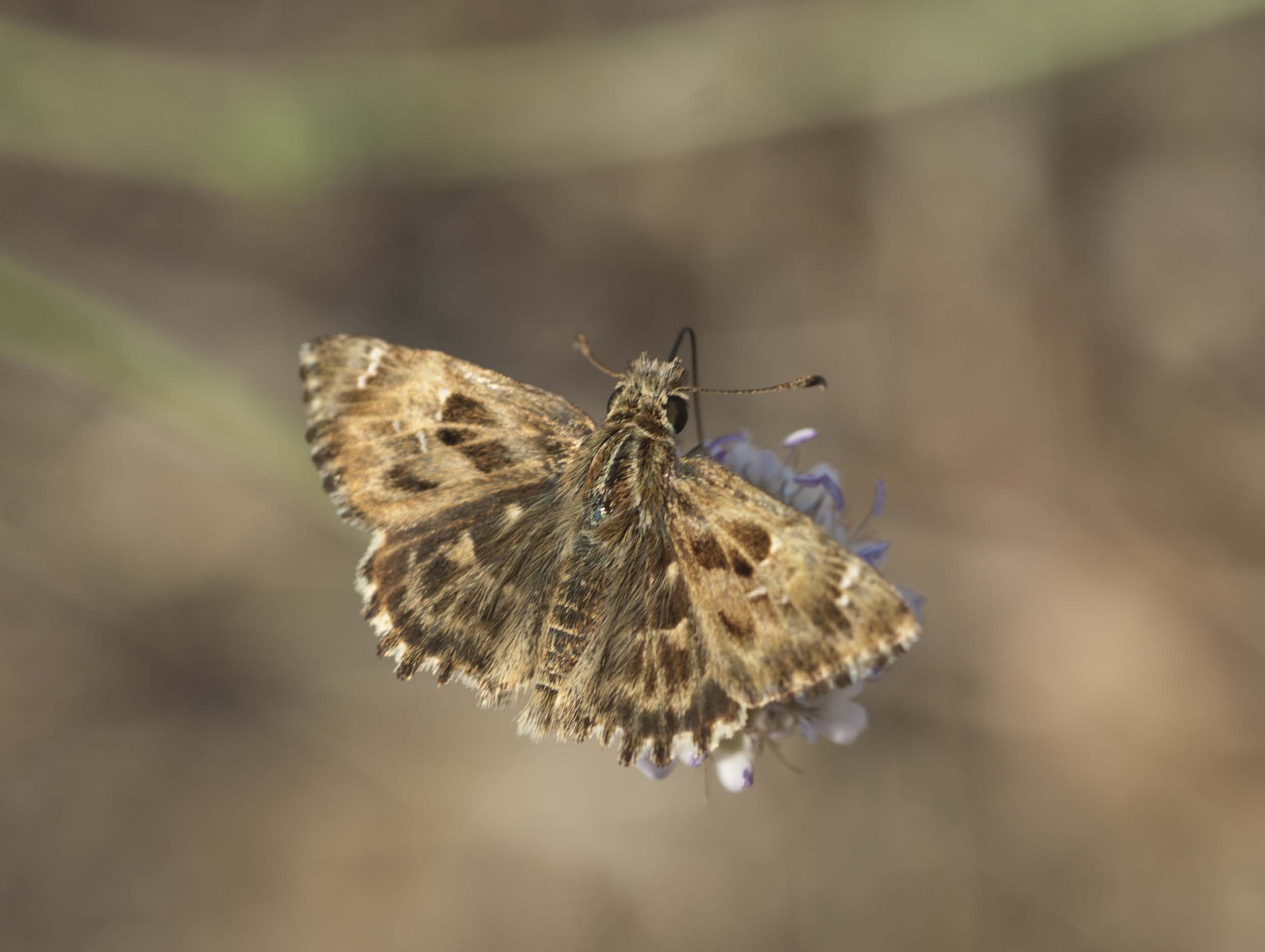 esperide ID ? - Carcharodus alceae