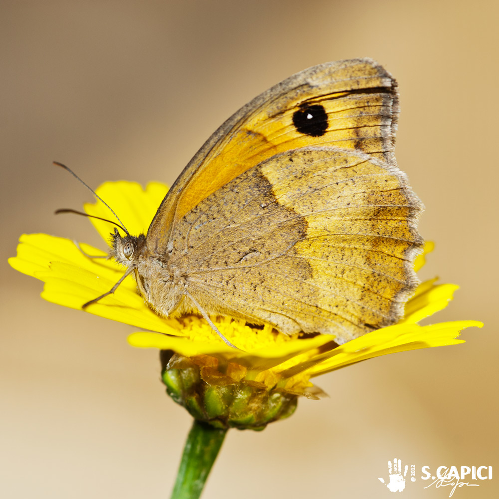 Maniola jurtina ♂♀ da confermare