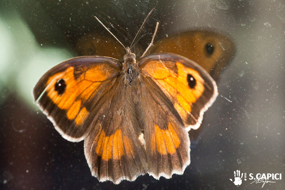 Maniola jurtina ♂♀ da confermare