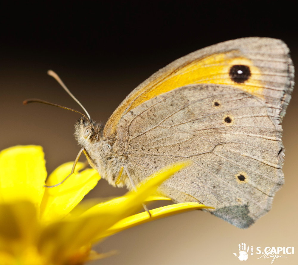 Maniola jurtina ♂♀ da confermare