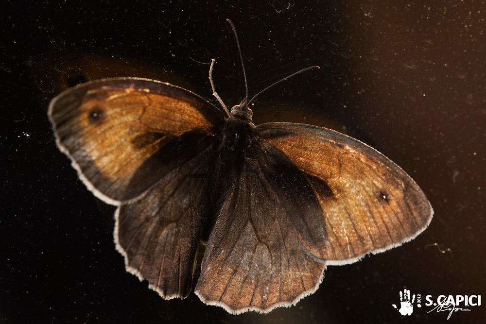 Maniola jurtina ♂♀ da confermare