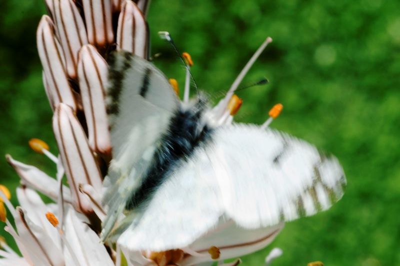 Euchloe ausonia ♂ ... ci ho ripensato