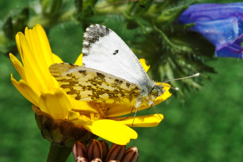 Euchloe ausonia ♂ ... ci ho ripensato