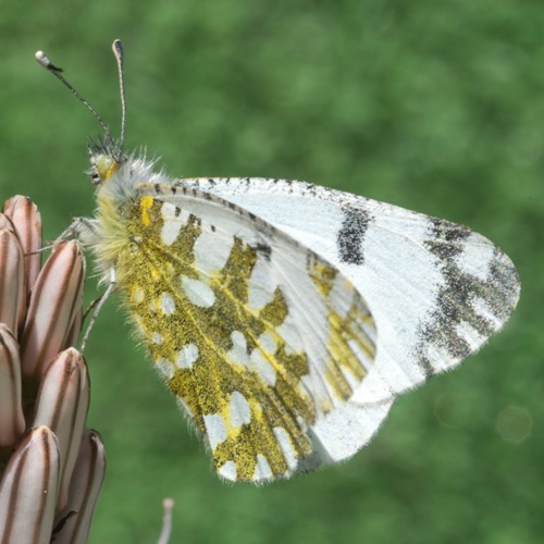 Euchloe ausonia ♂ ... ci ho ripensato