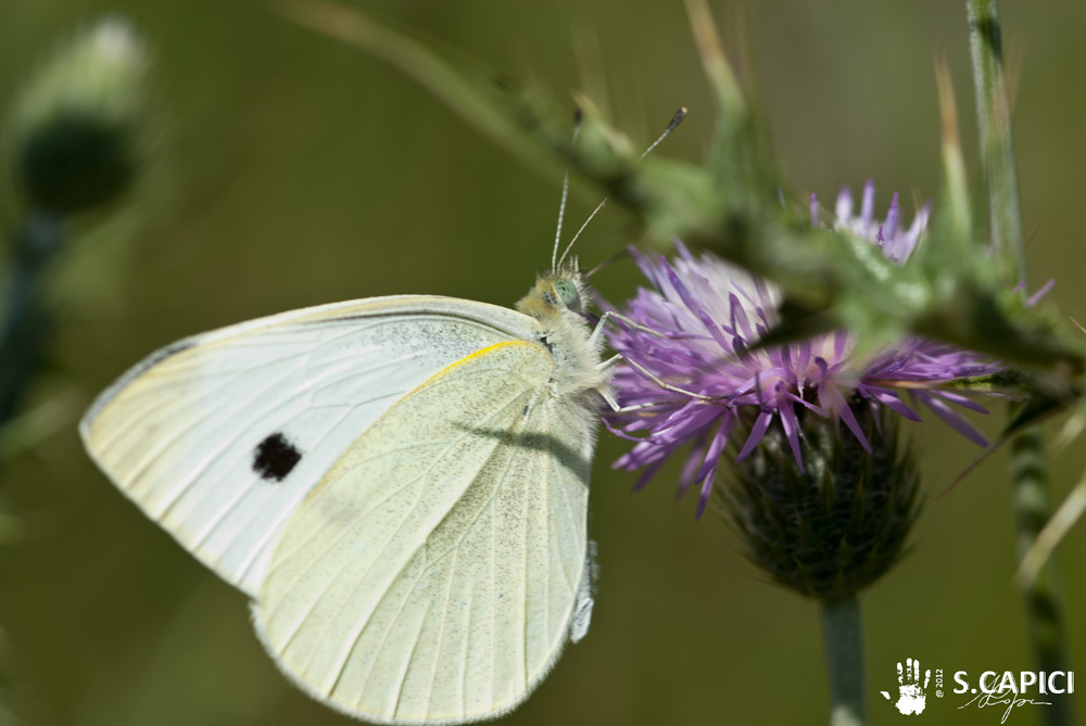 Pieris rapae o brassicae ?