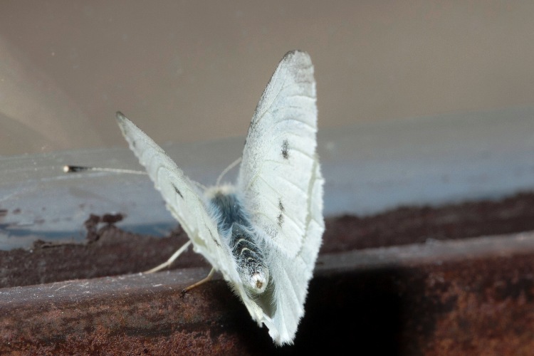 Pieris rapae maschio ?