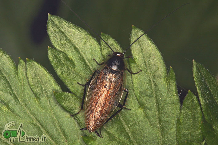 Ectobius lapponicus (Linnaeus, 1758)