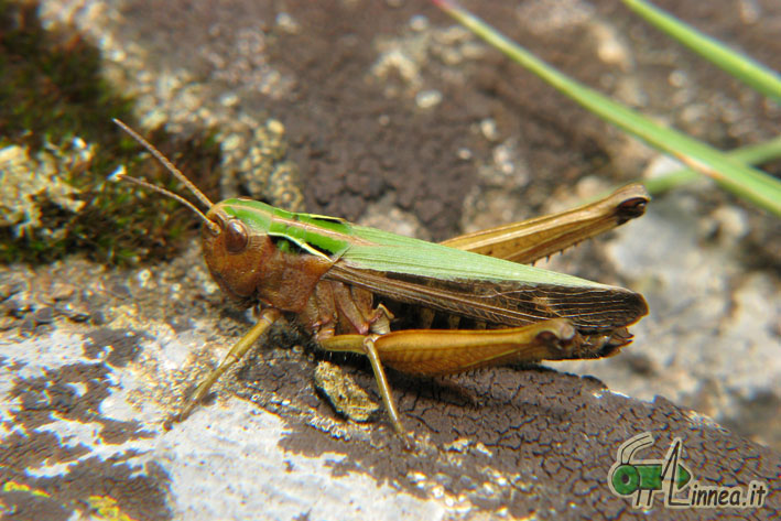 Omocestus viridulus ?