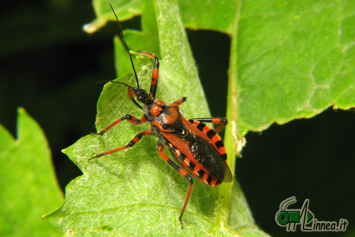 Reduviidae: Rhynocoris cf rubricus della Toscana (PI)